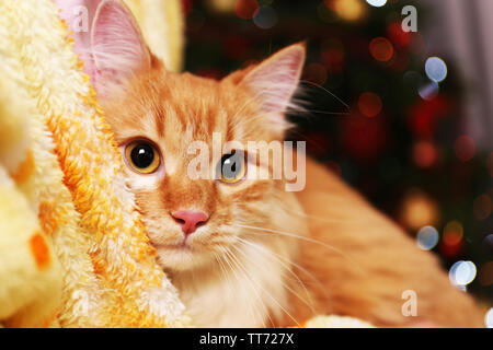 Lovable red cat on lights background Stock Photo