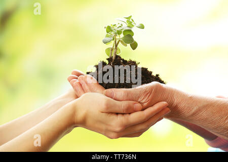 Hands of elderly and young women holding plant, on light background Stock Photo