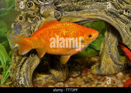 Bright orange Koi Goldfish (Carassius auratus) swimming in a decorated aquarium tank. Stock Photo