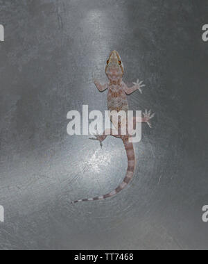 a pink and beige turkish house gecko Hemidactylus turcicus trapped in a stainless steel kitchen sink Stock Photo