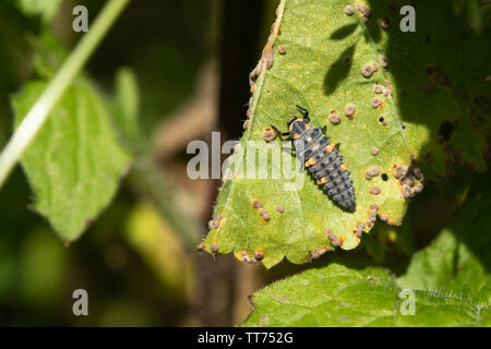 Ladybug larvae. This is the second stage of growth Stock Photo Alamy