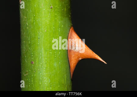 thorn of a rosebush, rose Stock Photo