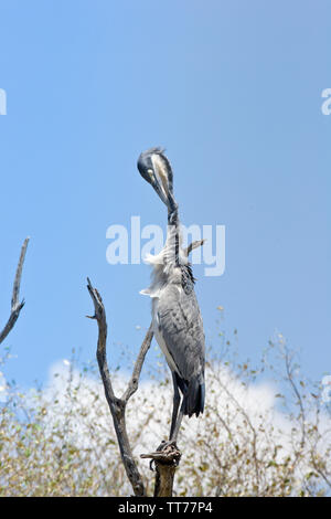 Grey Heron (Ardea cinerea) preening itself in a dead tree in the Masai Mara, Kenya, East Africa Stock Photo