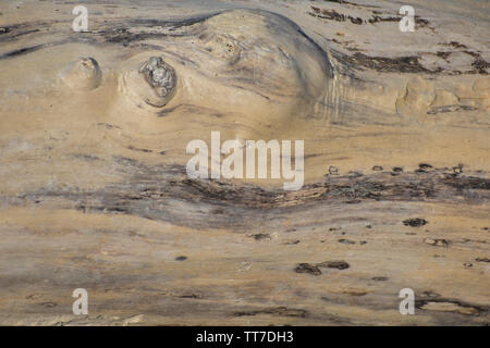 Close-up of smooth drift-wood log, sun-bleached with dark veins. Stock Photo