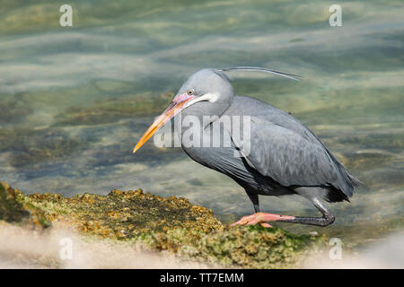 Western reef heron / egret (Egretta gularis) on the shore of the Eastern Mangroves of Abu Dhabi, UAE. Grey morph Stock Photo