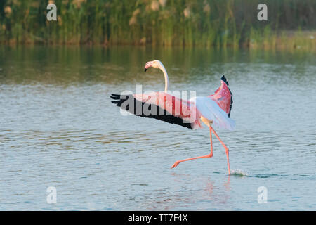 Greater flamingo (Phoenicopterus roseus) running across water at Al Qudra lakes, Dubai Stock Photo