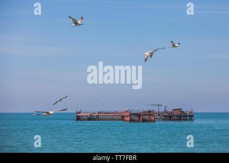 Seagulls flying by a mussel farm in the Black Sea. Stock Photo