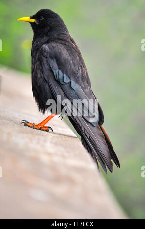 Black raven with yellow beak Stock Photo
