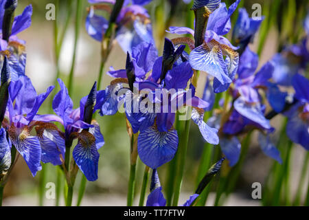 Tiny violet blue irises - spring flowers blossoming in the garden. Iris reticulata or Dwarf iris, Iridaceae, bulbaceous plant Stock Photo