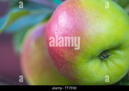 Big two colors apples on the tree Stock Photo