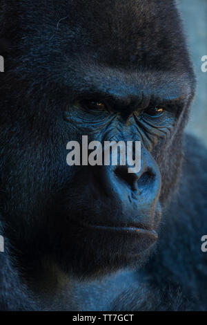 Western lowland gorilla (Gorilla gorilla gorilla) Stock Photo