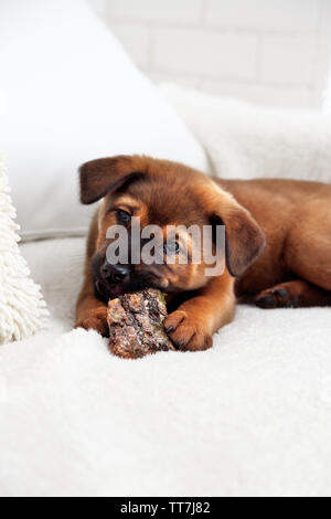 Cute puppy on sofa on brick wall background Stock Photo