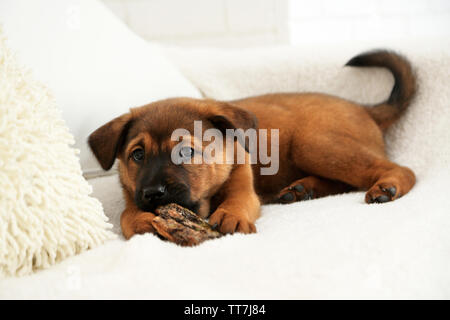 Cute puppy on sofa on brick wall background Stock Photo