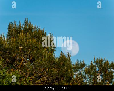 Emerging Moon in early evening against still clear Blue sky Stock Photo