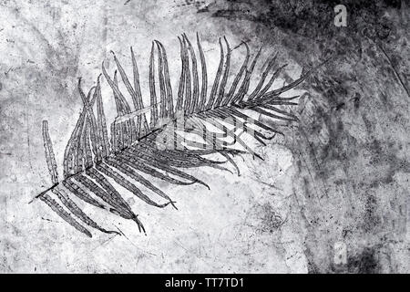 Leaf texture in concrete floor surface Stock Photo