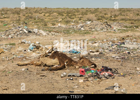 Dead cow in a landfill Stock Photo