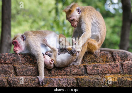 a wild monkey family in nature. mother monkey breastfeeding her baby Stock Photo