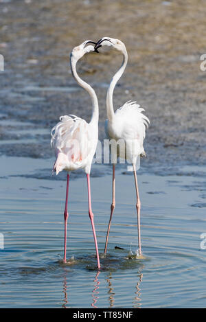 Greater flamingo (Phoenicopterus roseus) flock at Ras Al Khor in Dubai Creek, United Arab Emirates