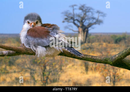 African pygmy falcon (Polihierax semitorquatus) female perched in tree, native to eastern and southern Africa Stock Photo
