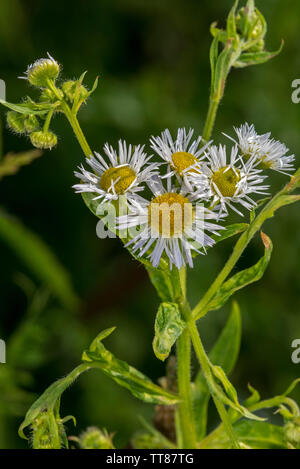 Annual fleabane / eastern daisy fleabane (Erigeron annuus / Aster annuus) in flower Stock Photo