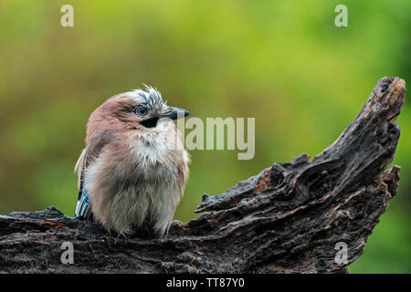 Soaking wet Eurasian jay / European jay (Garrulus glandarius / Corvus glandarius) resting on tree stump in forest after downpour Stock Photo