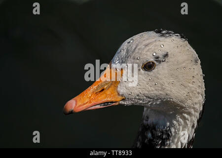 white duck goose with black spots wetted with drops of water unknown species to me Stock Photo