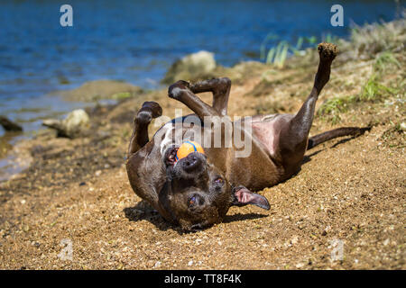 Happy dog rolling himself on the beach Stock Photo