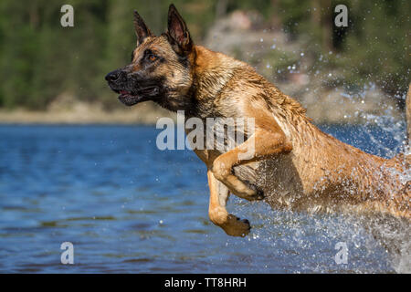 belgian malinois in action