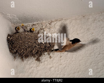 Newly hatched sparrows at feeding time. Stock Photo