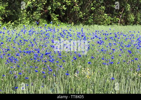 Beautiful purple cornflowers in an agricultural crop field on a sunny day Stock Photo