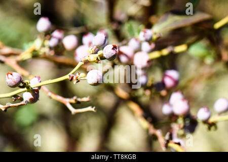 Lovely close-up macro of blueberry fruit in growing season on the farm with fresh green shoots of leaves and multi colored growing berries Stock Photo