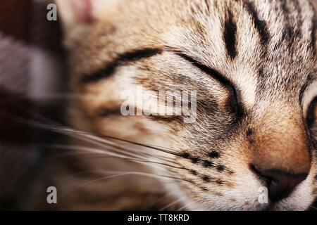 cute stripped cat portrait while sleeping on a park alley Stock Photo ...