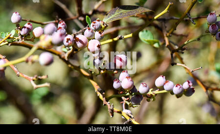 Lovely close-up macro of blueberry fruit in growing season on the farm with fresh green shoots of leaves and multi colored growing berries Stock Photo