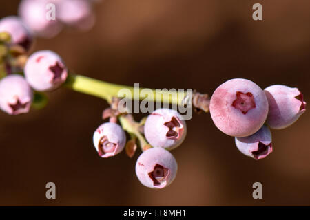 Lovely close-up macro of blueberry fruit in growing season on the farm with fresh green shoots of leaves and multi colored growing berries Stock Photo