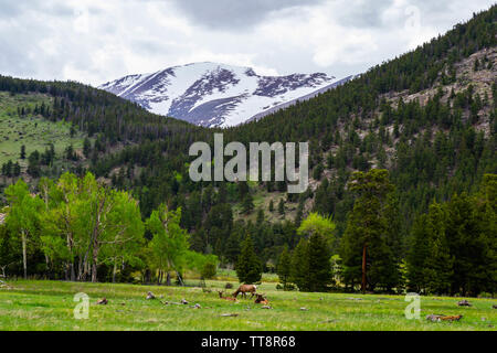 Rocky Mountain National Park, CO - June 11, 2019: A herd of elk grazing in a field shadowed by a snow capped mountain Stock Photo