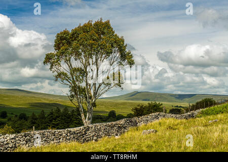 Brecon Beacons Landscape and a solitary Eucalyptus Tree, south Wales in summer Stock Photo