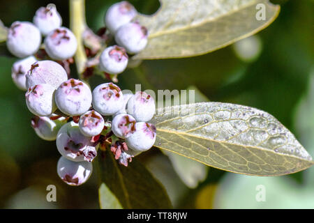 Lovely close-up macro of blueberry fruit in growing season on the farm with fresh green shoots of leaves and multi colored growing berries