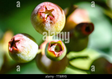 Lovely close-up macro of blueberry fruit in growing season on the farm with fresh green shoots of leaves and multi colored growing berries Stock Photo