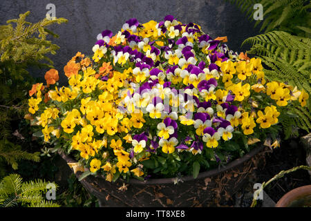 Bunch of miniature pansies in pot. Colorful blooming flowers composition. Backyard garden. Violas flower mixed. Viola Sorbet Stock Photo