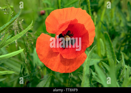 Single big red poppy flower opened in fresh green background. Grass and meadow. Wildflower. Stock Photo
