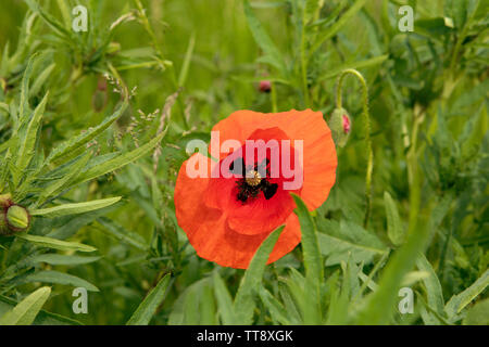 One large red poppy flower  in bloom. Vivid green background. Grass and meadow. Wildflower. Stock Photo