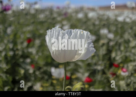 field of opium alkaloids poppy plant and flowering. It is important in the pharmaceutical industry and its cultivation is limited. Stock Photo
