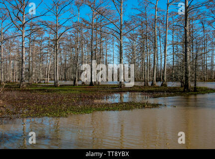 cypress trees in the swamp Stock Photo