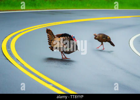 Horizontal shot of a big male turkey watching a female turkey cross the highway. Stock Photo