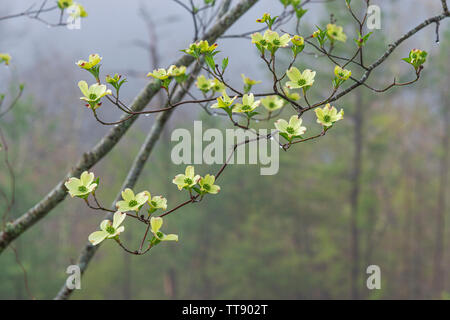 Horizontal shot of spring Dogwoods in rain and fog with copy space. Stock Photo