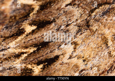 A close-up macro shot of the scales on the wings of a Dark Arches moth, Apamea monoglypha. The moth was attracted to house lights and its patterning o Stock Photo