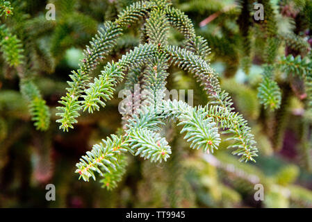 branch of spanish fir with radial leafs, ronda, andalusia Stock Photo