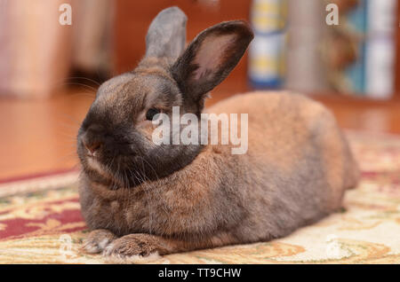 Brown fluffy Bunny lies resting on the carpet at home Stock Photo