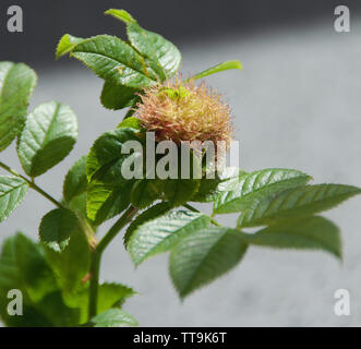 A gall wasp which causes a gall known as the rose Bedeguar gall, Robin's pincushion, or moss gall. Stock Photo