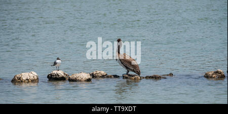 Two birds one big one little looking at each other standing on isolated rocks in the water. Stock Photo